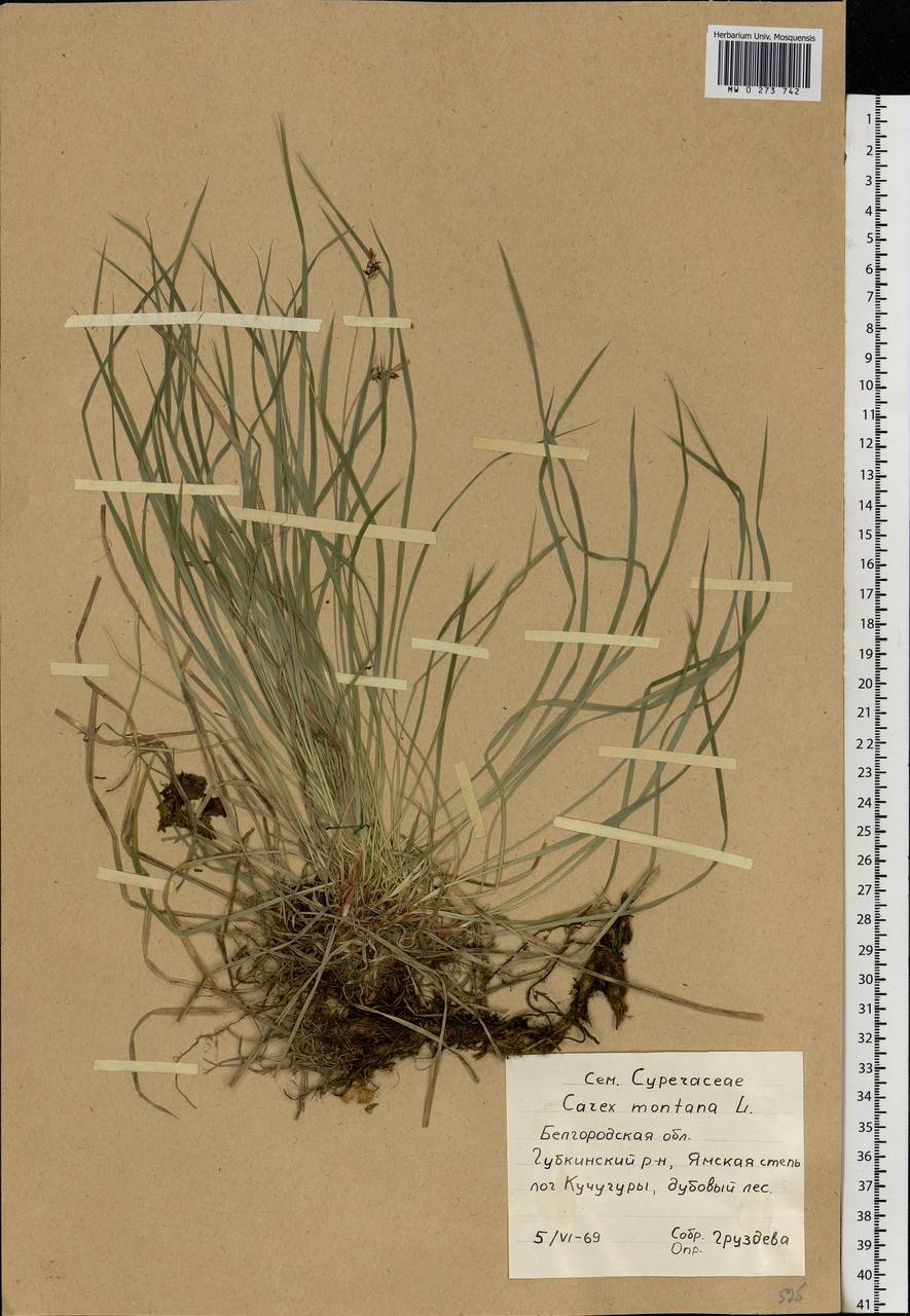 Carex montana L., Eastern Europe, Central forest-and-steppe region (E6) (Russia)