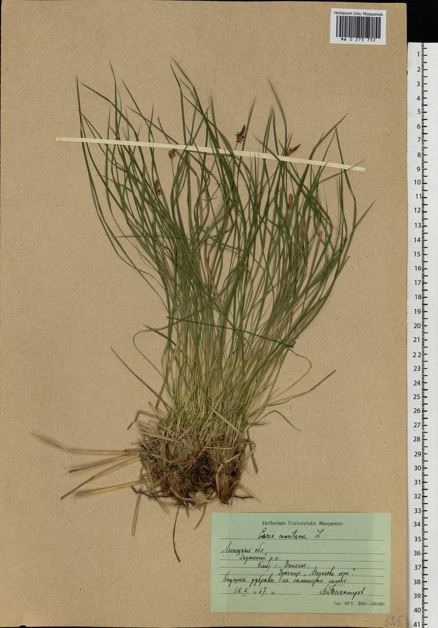 Carex montana L., Eastern Europe, Central forest-and-steppe region (E6) (Russia)