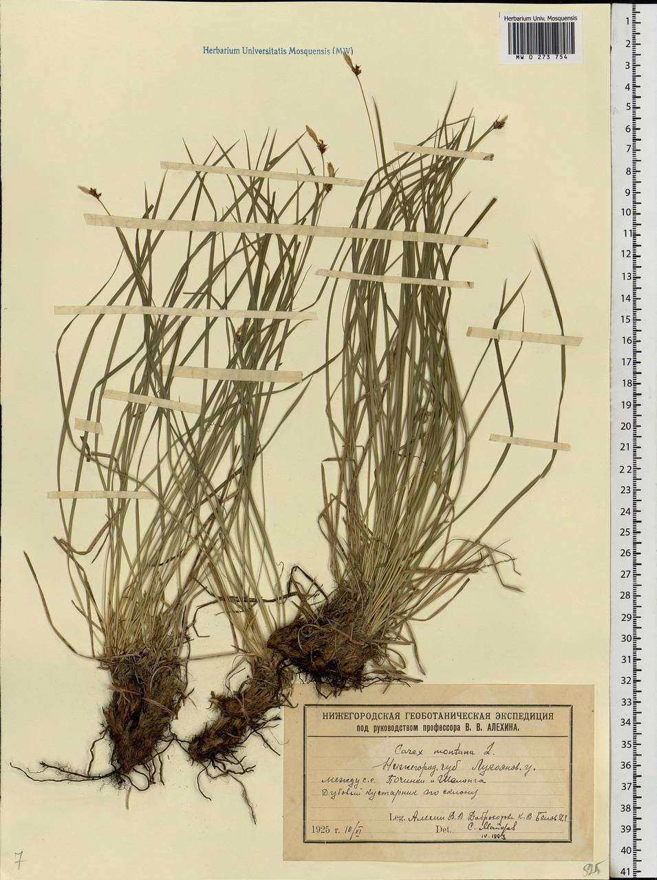 Carex montana L., Eastern Europe, Volga-Kama region (E7) (Russia)