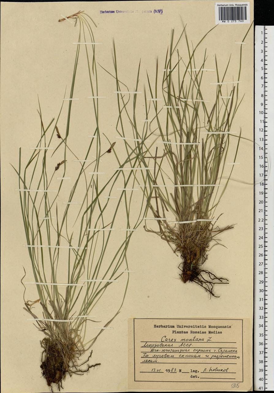 Carex montana L., Eastern Europe, Middle Volga region (E8) (Russia)