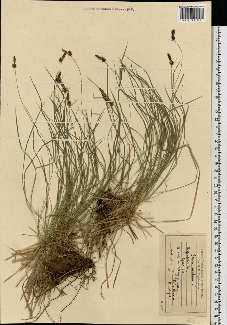 Carex montana L., Eastern Europe, Middle Volga region (E8) (Russia)