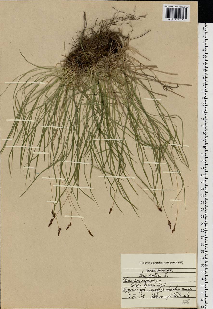 Carex montana L., Eastern Europe, Middle Volga region (E8) (Russia)