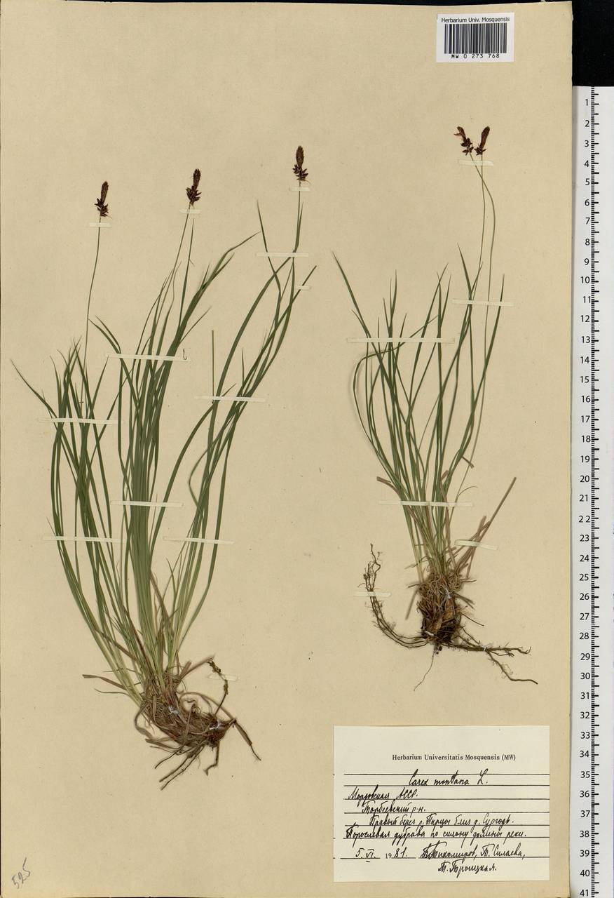 Carex montana L., Eastern Europe, Middle Volga region (E8) (Russia)