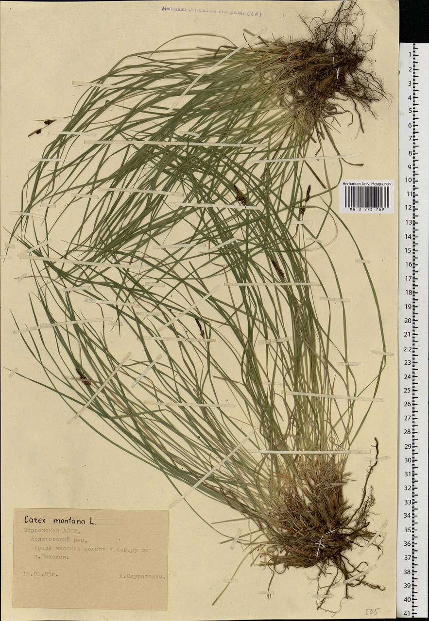 Carex montana L., Eastern Europe, Middle Volga region (E8) (Russia)