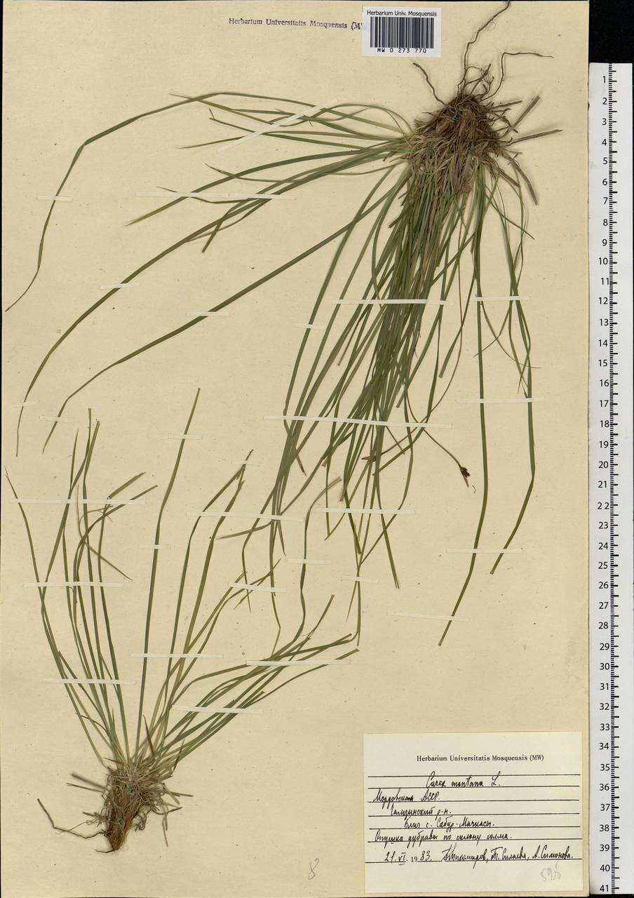 Carex montana L., Eastern Europe, Middle Volga region (E8) (Russia)