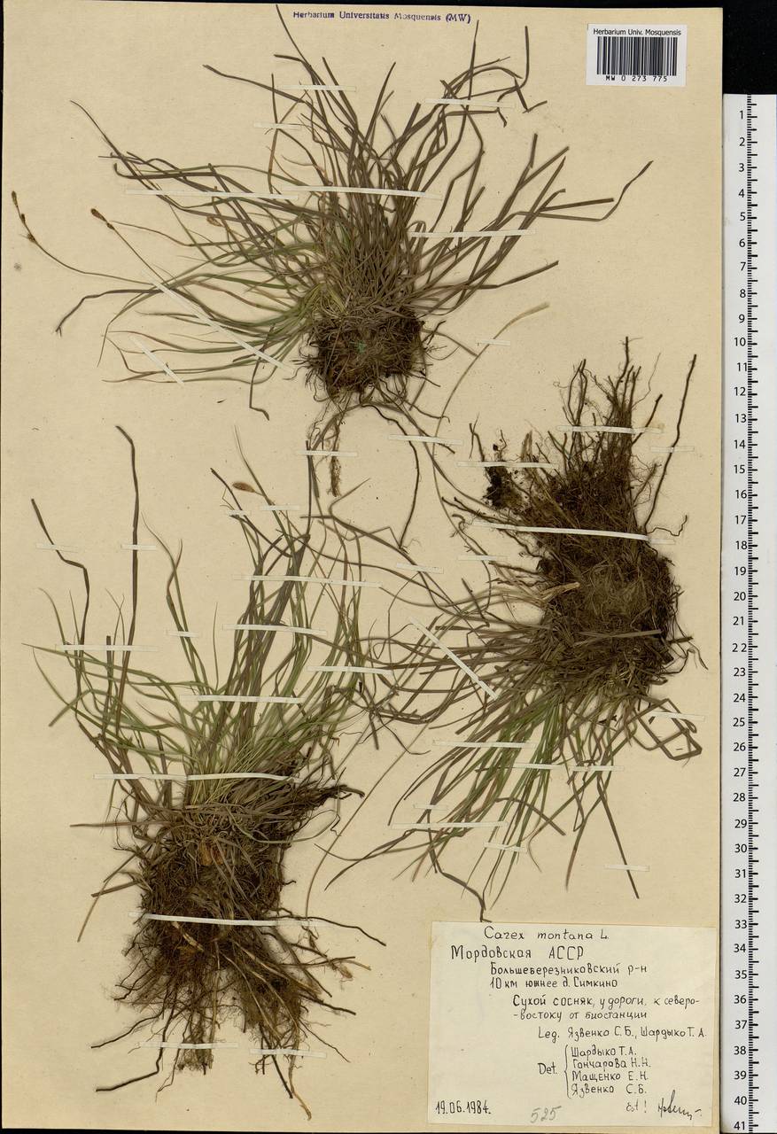 Carex montana L., Eastern Europe, Middle Volga region (E8) (Russia)