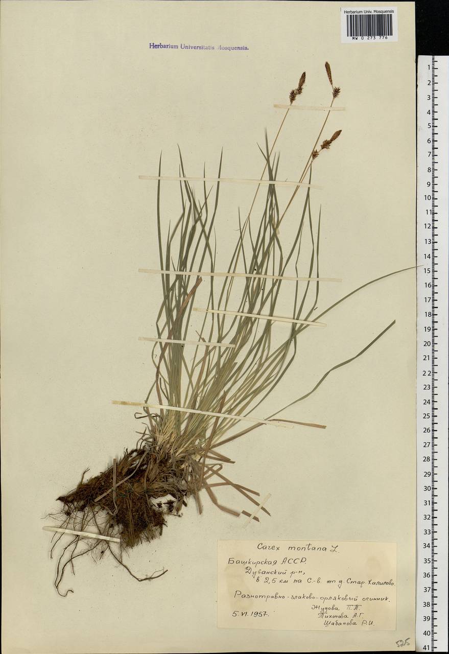 Carex montana L., Eastern Europe, Eastern region (E10) (Russia)