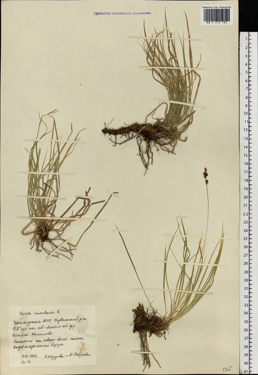 Carex montana L., Eastern Europe, Eastern region (E10) (Russia)