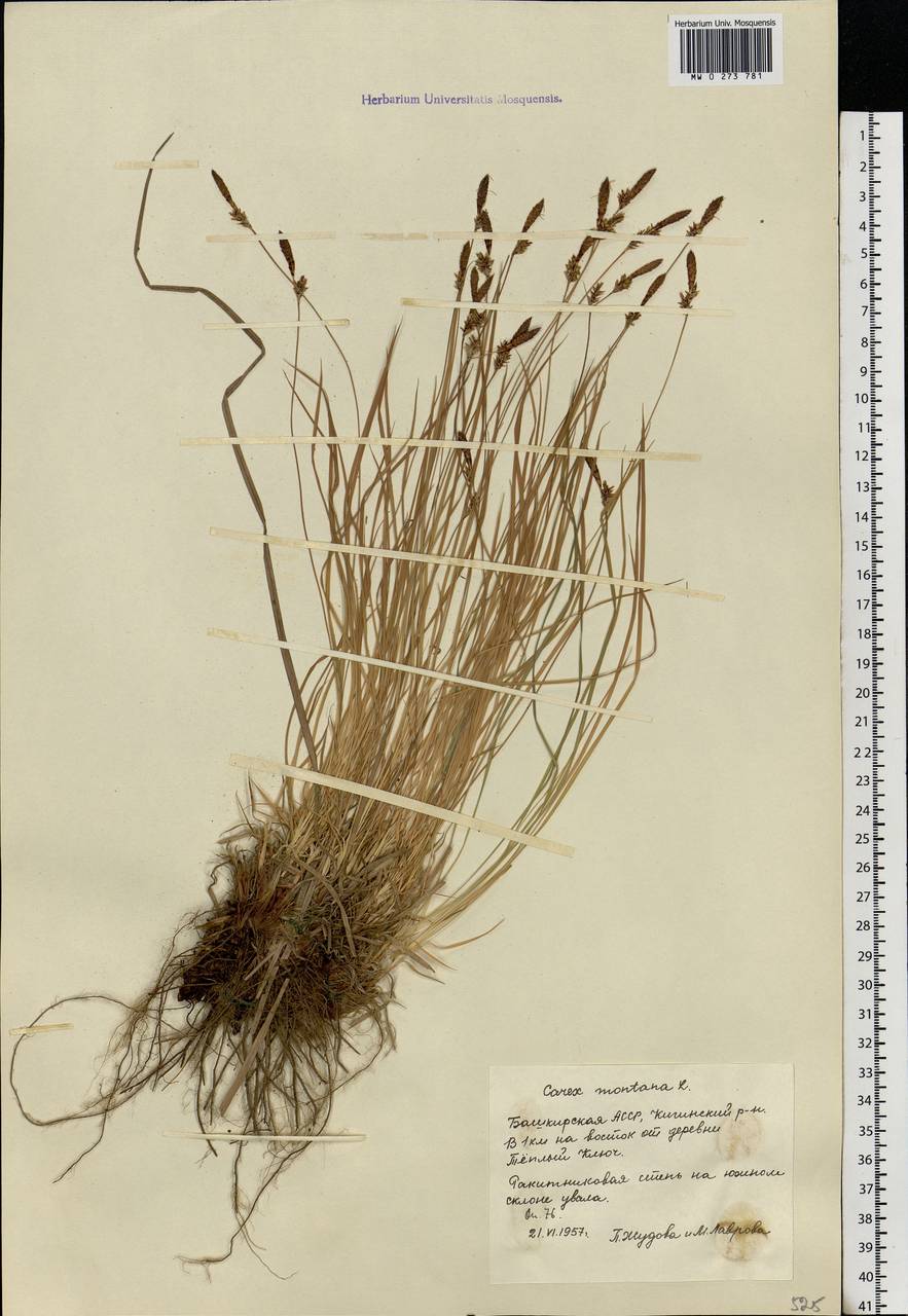 Carex montana L., Eastern Europe, Eastern region (E10) (Russia)