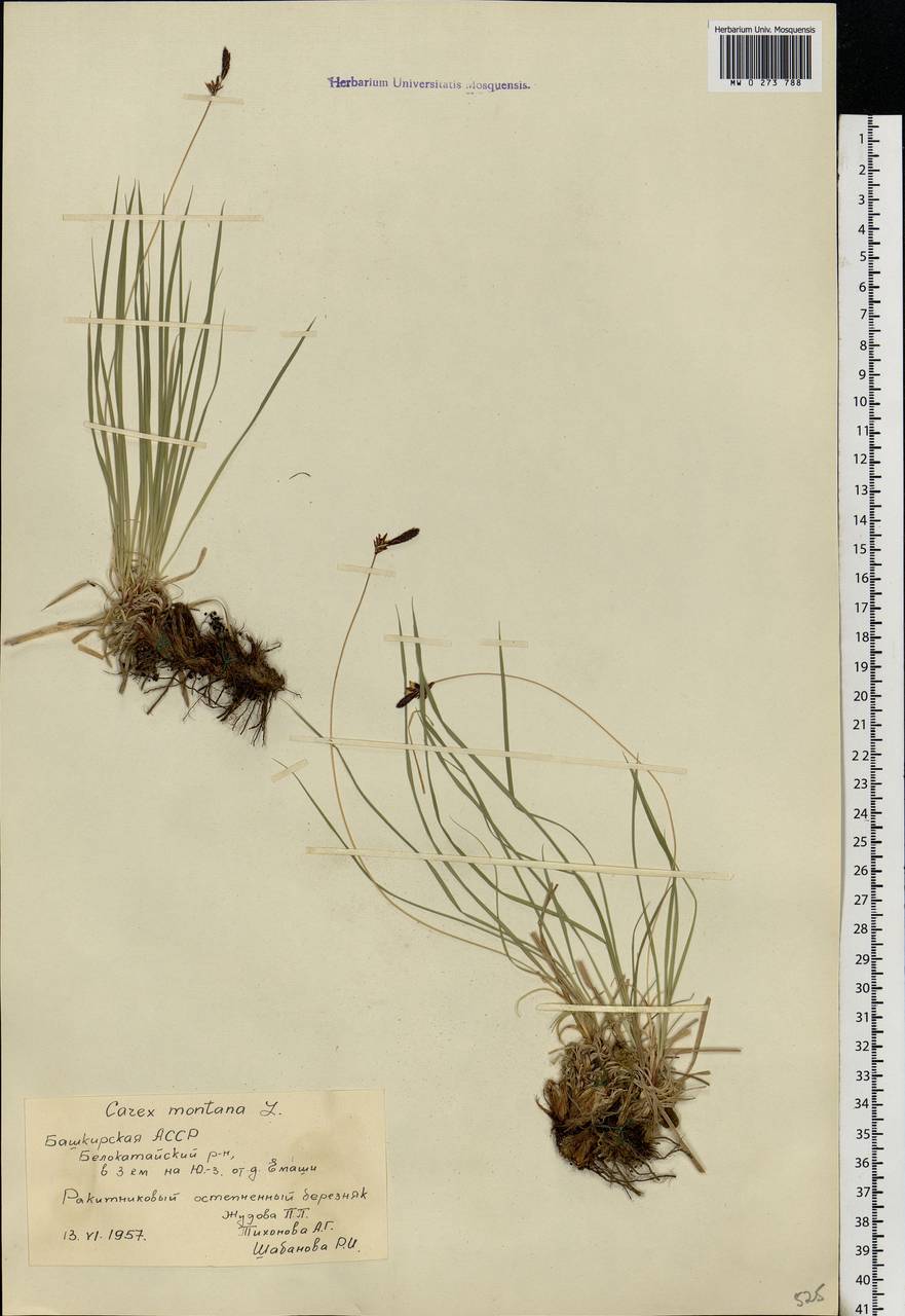 Carex montana L., Eastern Europe, Eastern region (E10) (Russia)