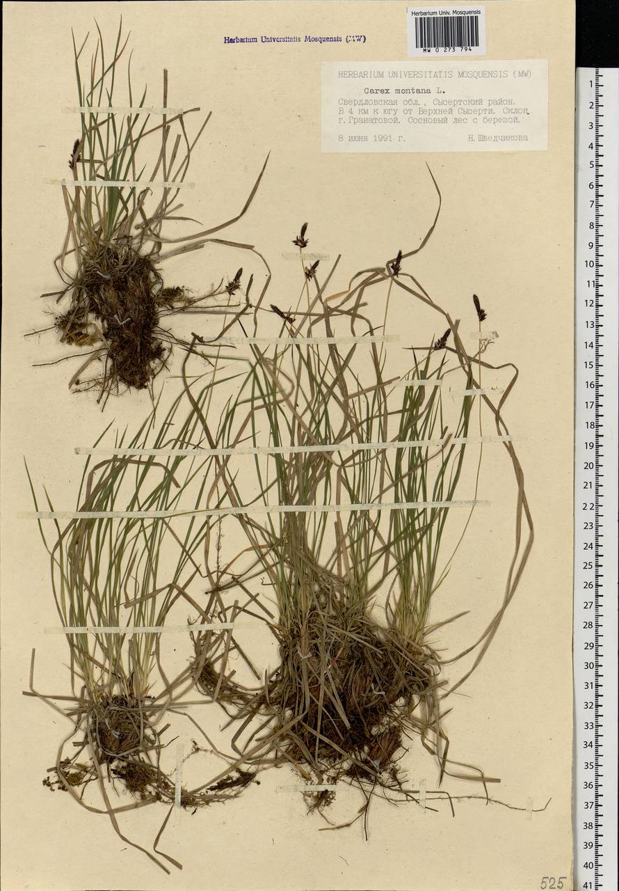 Carex montana L., Eastern Europe, Eastern region (E10) (Russia)