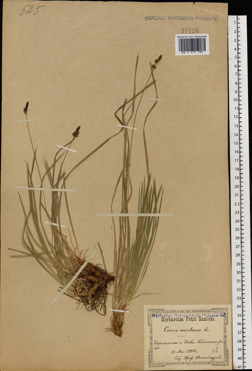 Carex montana L., Eastern Europe, North Ukrainian region (E11) (Ukraine)