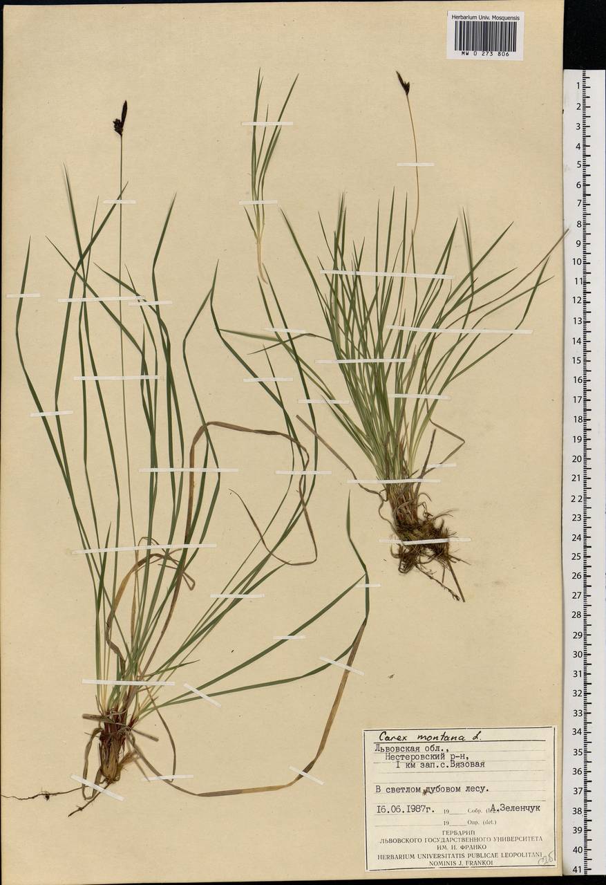 Carex montana L., Eastern Europe, West Ukrainian region (E13) (Ukraine)