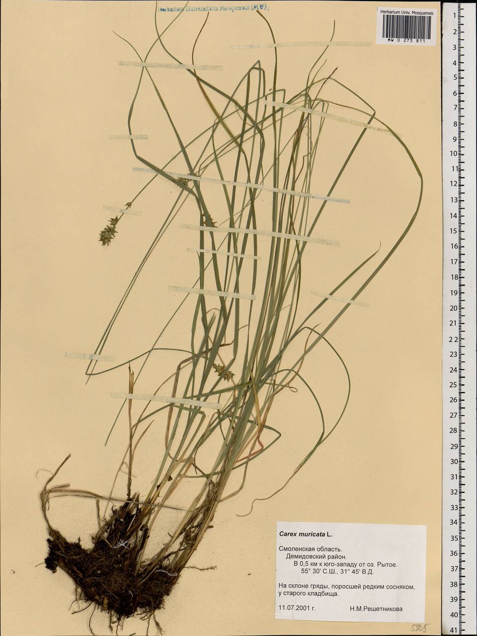 Carex muricata L., Eastern Europe, Western region (E3) (Russia)