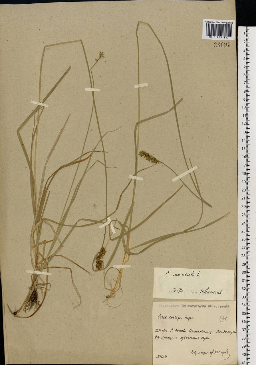 Carex muricata L., Eastern Europe, Central region (E4) (Russia)