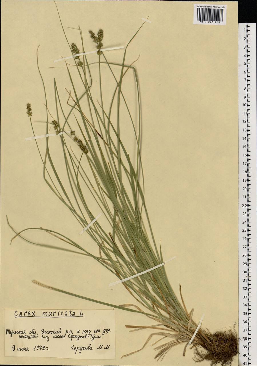 Carex muricata L., Eastern Europe, Central region (E4) (Russia)