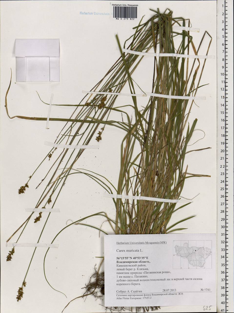 Carex muricata L., Eastern Europe, Central region (E4) (Russia)