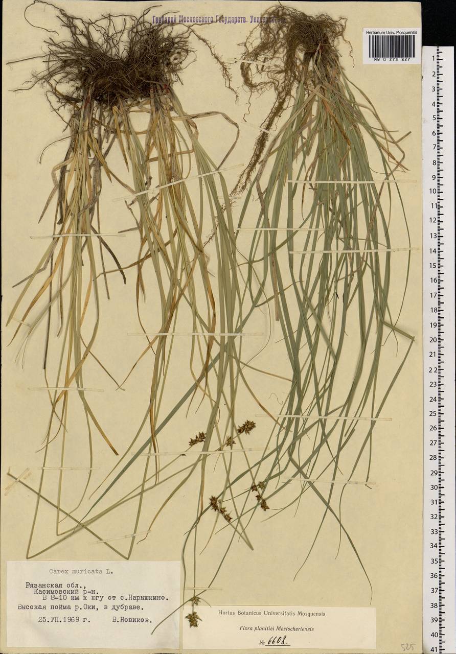 Carex muricata L., Eastern Europe, Central region (E4) (Russia)
