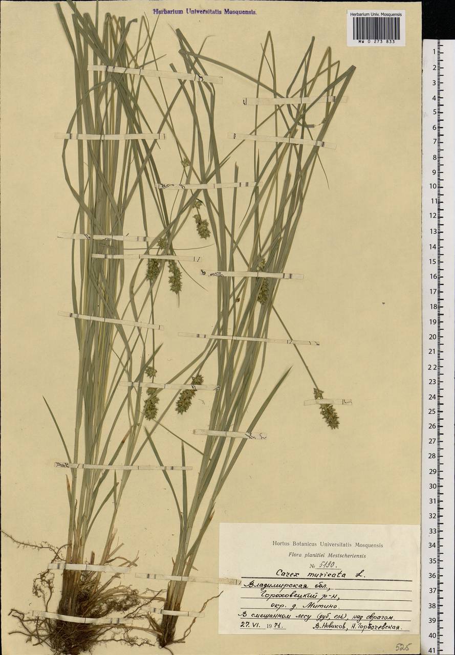 Carex muricata L., Eastern Europe, Central region (E4) (Russia)