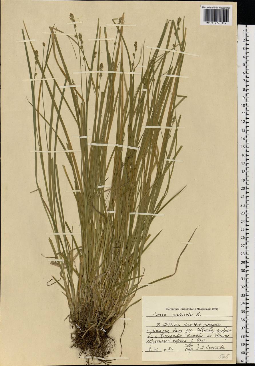 Carex muricata L., Eastern Europe, Central region (E4) (Russia)