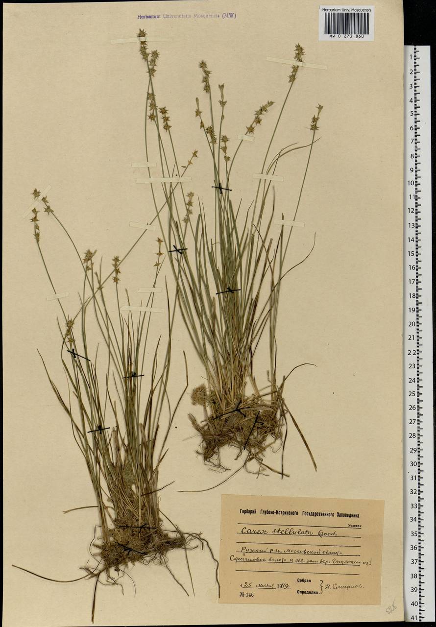 Carex echinata Murray, Eastern Europe, Moscow region (E4a) (Russia)