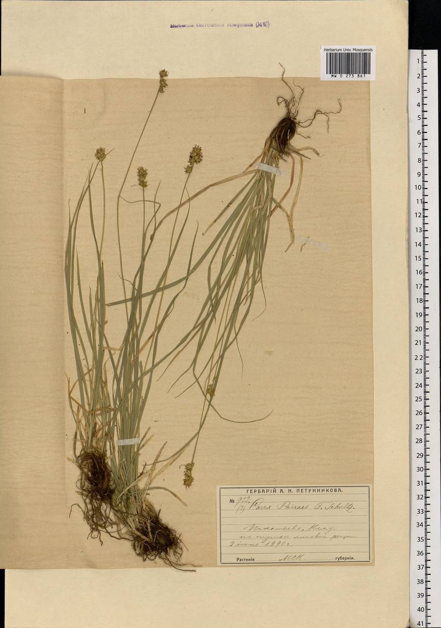 Carex muricata L., Eastern Europe, Moscow region (E4a) (Russia)