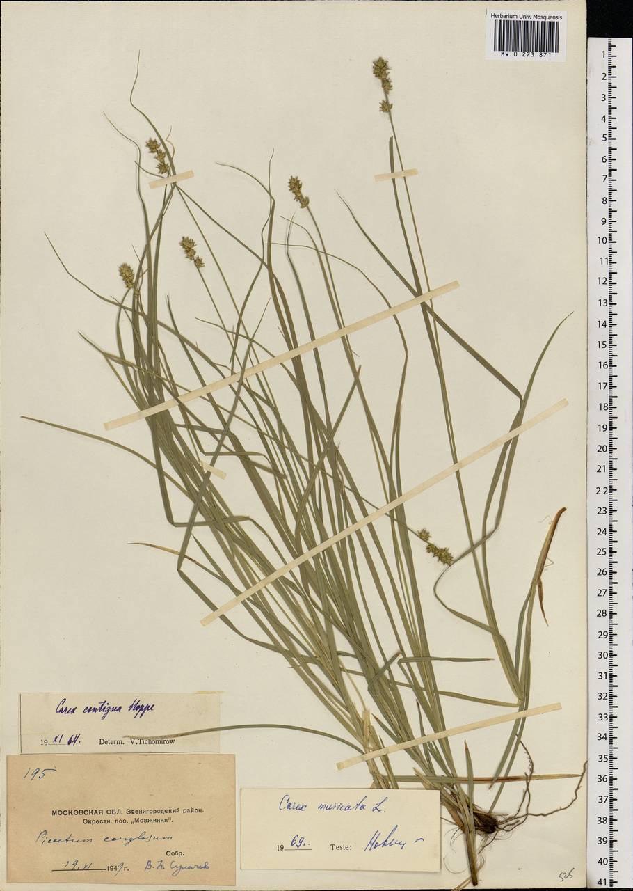 Carex muricata L., Eastern Europe, Moscow region (E4a) (Russia)