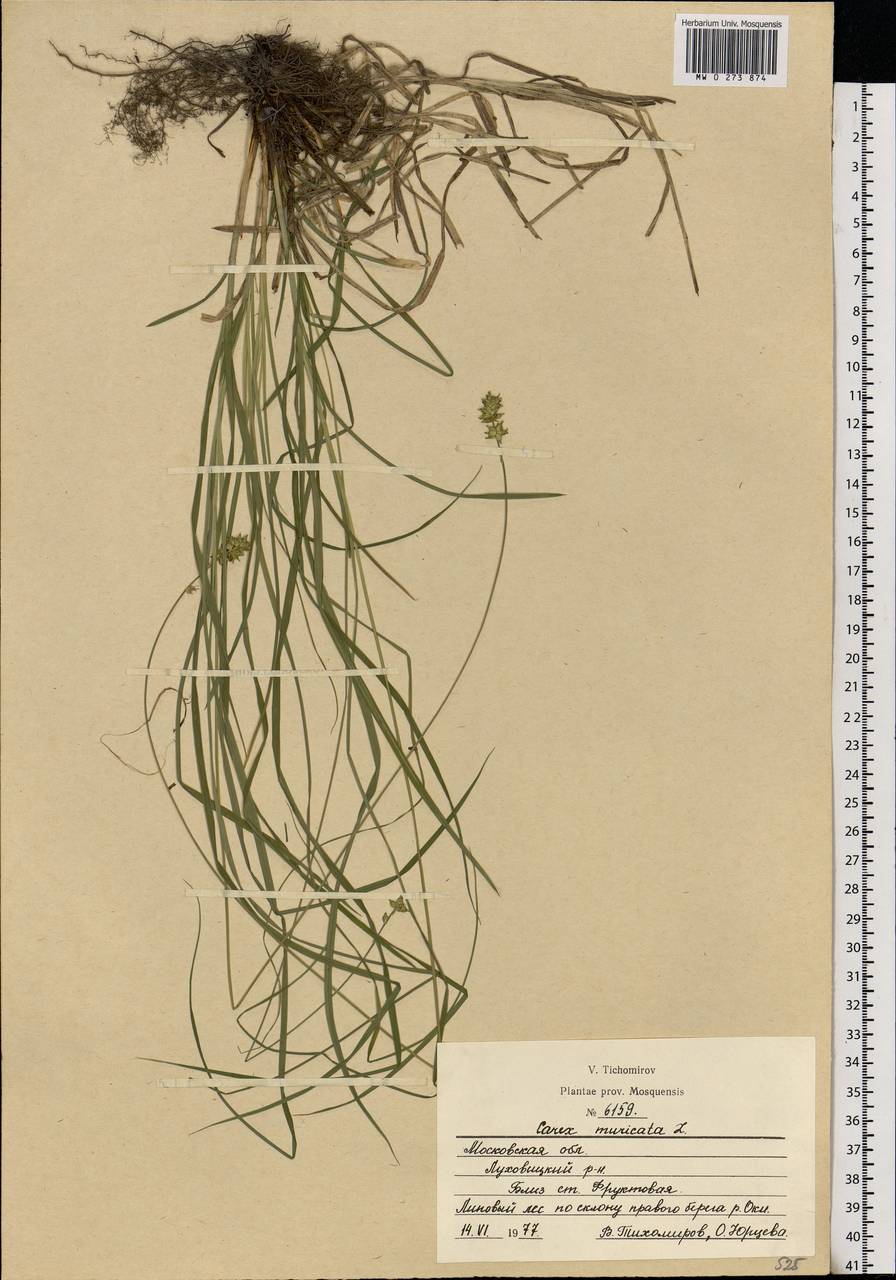 Carex muricata L., Eastern Europe, Moscow region (E4a) (Russia)