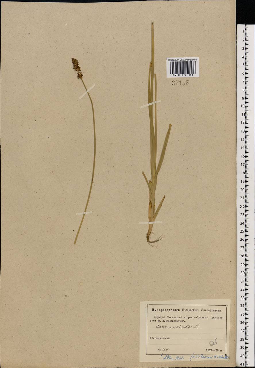 Carex muricata L., Eastern Europe, Moscow region (E4a) (Russia)