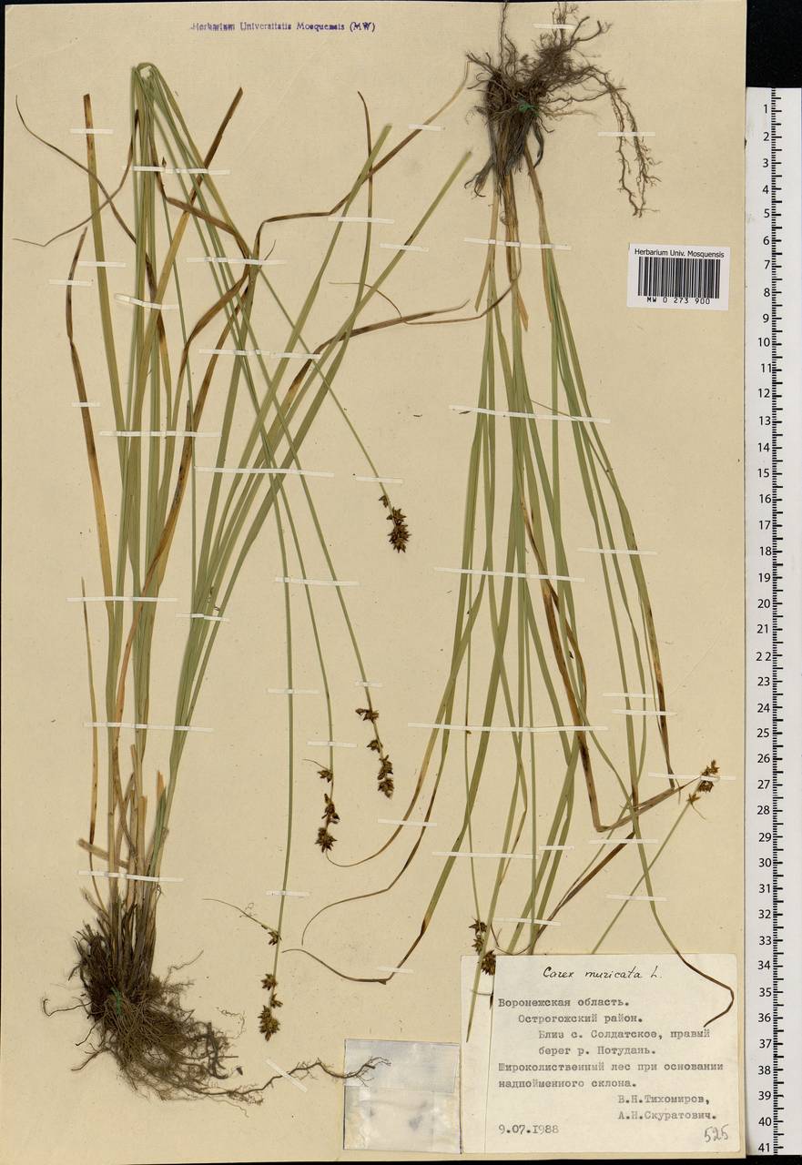 Carex muricata L., Eastern Europe, Central forest-and-steppe region (E6) (Russia)