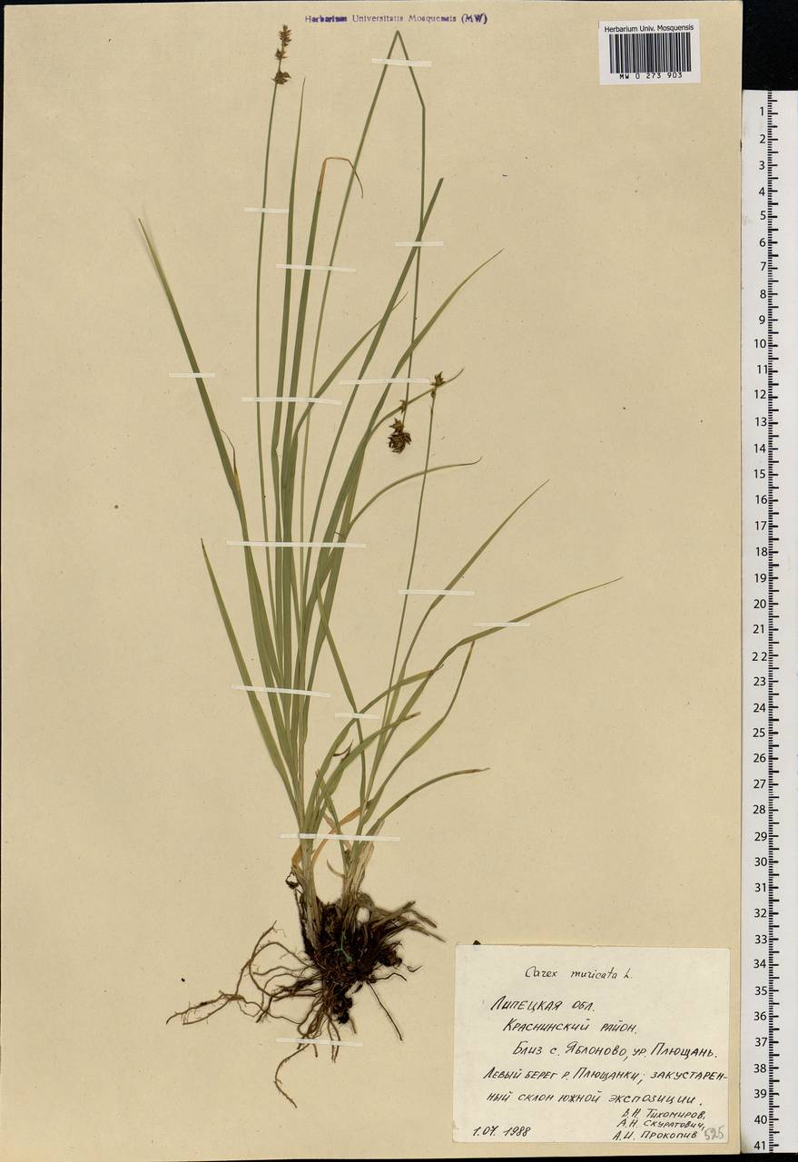 Carex muricata L., Eastern Europe, Central forest-and-steppe region (E6) (Russia)