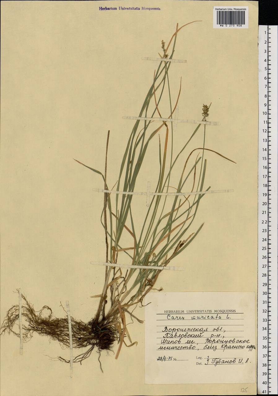 Carex muricata L., Eastern Europe, Central forest-and-steppe region (E6) (Russia)