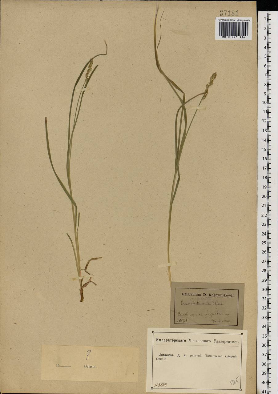 Carex muricata L., Eastern Europe, Central forest-and-steppe region (E6) (Russia)