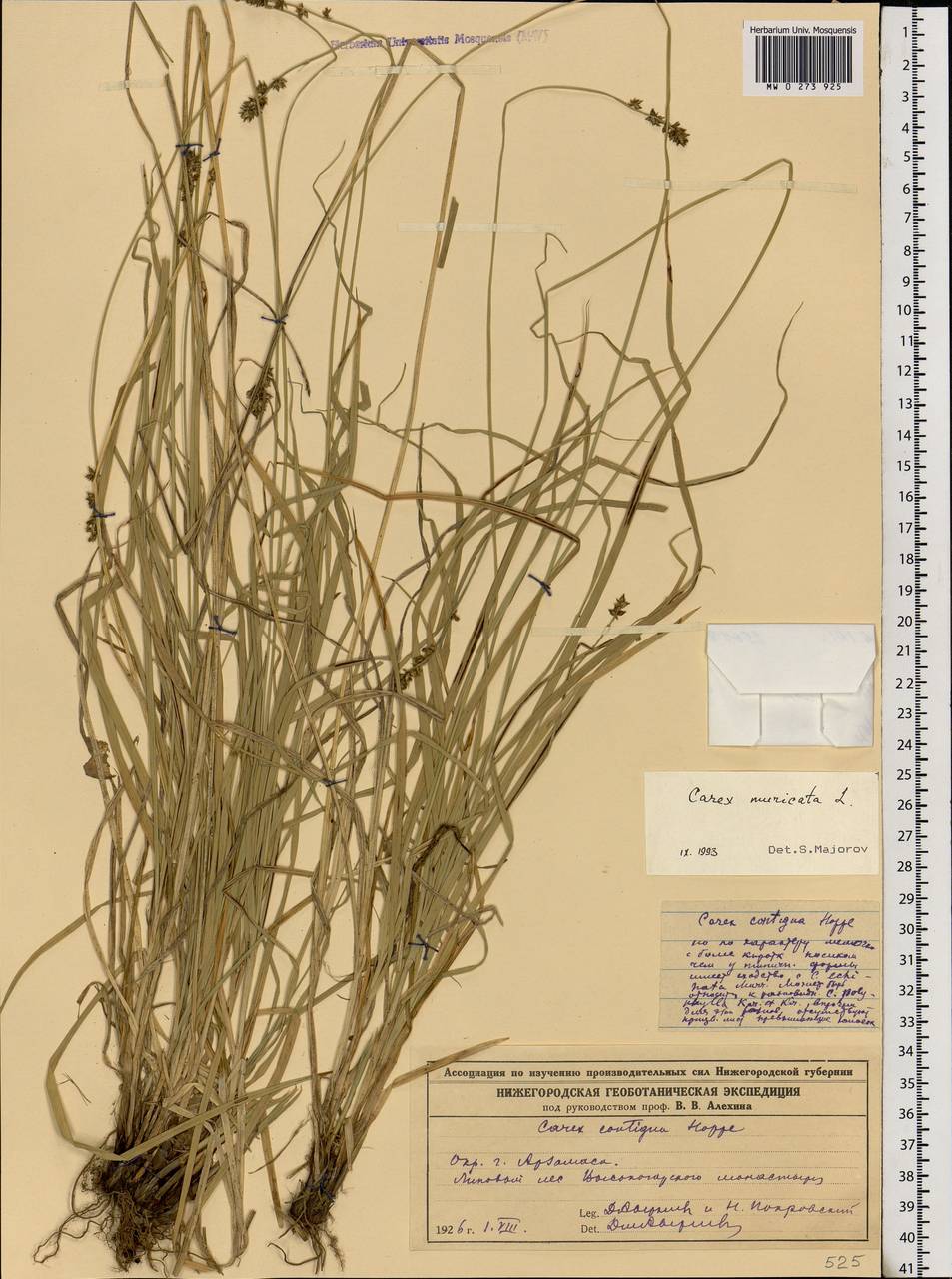 Carex muricata L., Eastern Europe, Volga-Kama region (E7) (Russia)