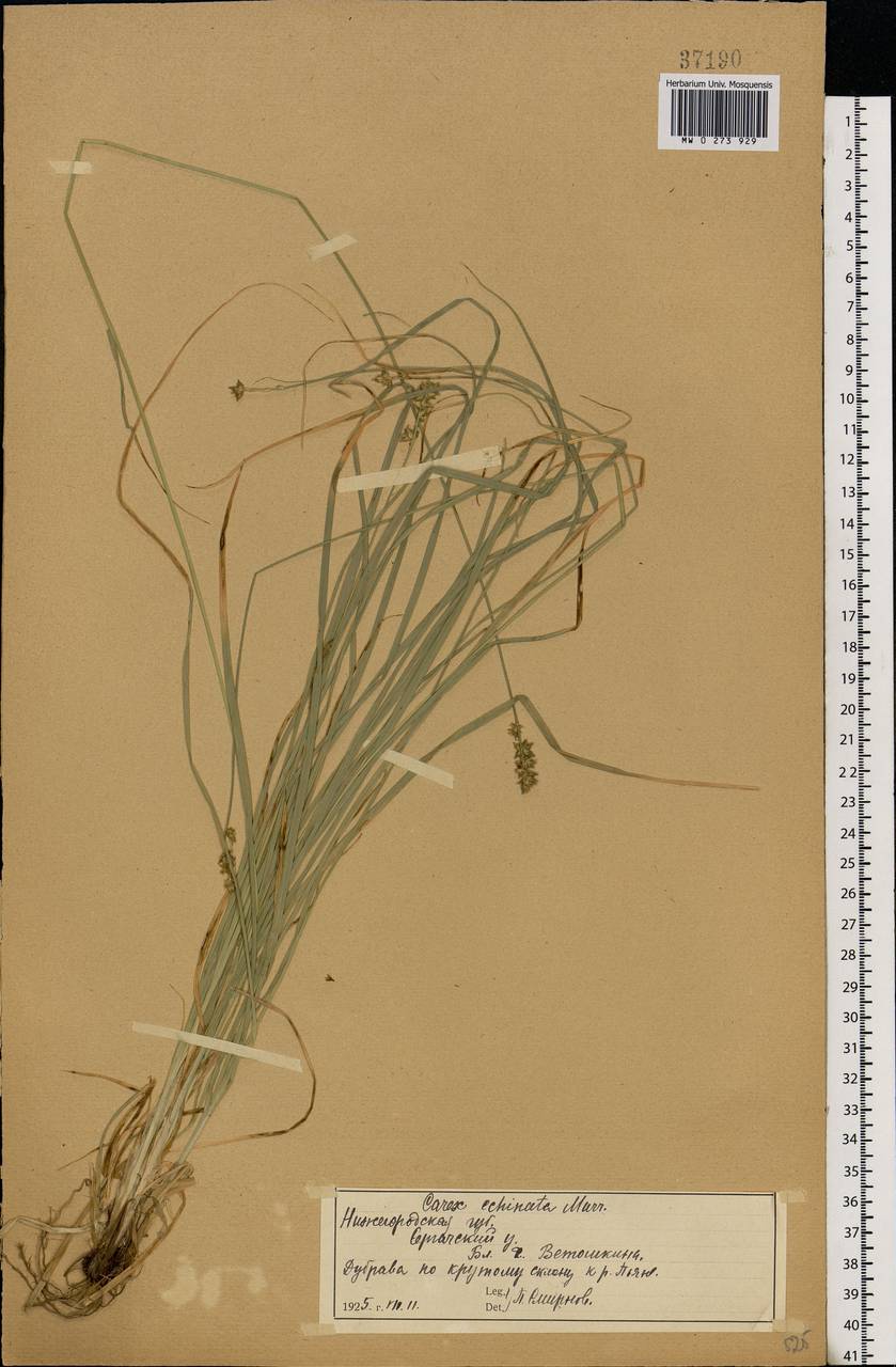 Carex muricata L., Eastern Europe, Volga-Kama region (E7) (Russia)