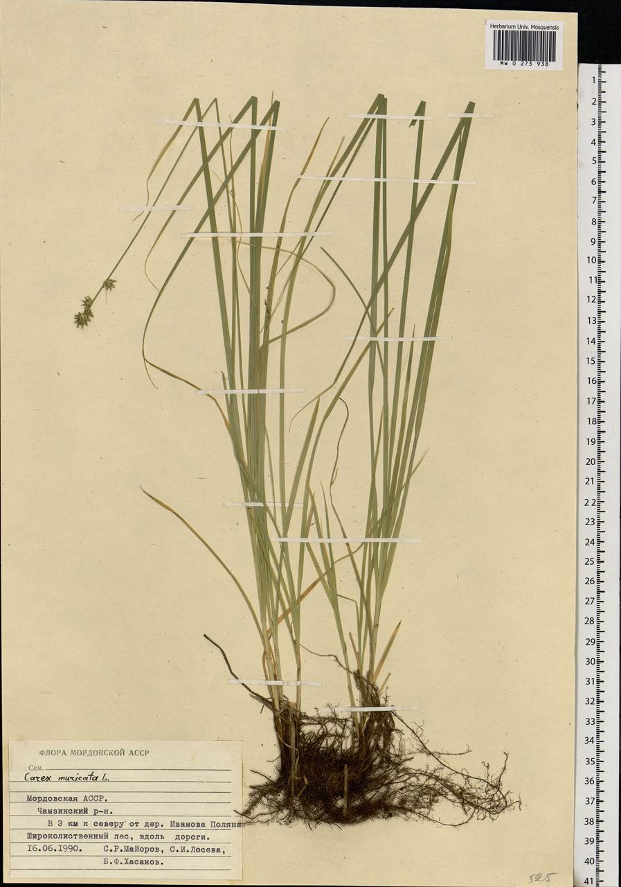 Carex muricata L., Eastern Europe, Middle Volga region (E8) (Russia)