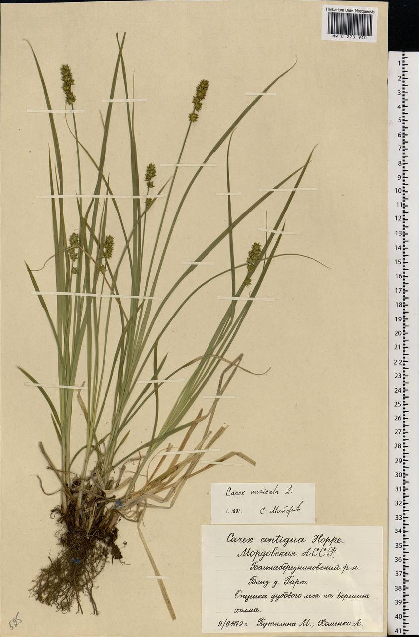 Carex muricata L., Eastern Europe, Middle Volga region (E8) (Russia)