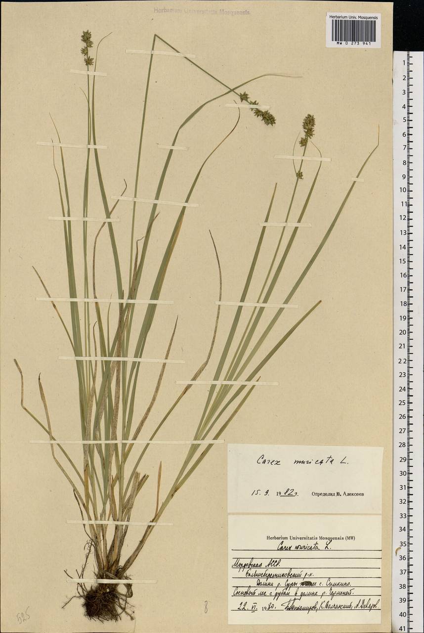 Carex muricata L., Eastern Europe, Middle Volga region (E8) (Russia)