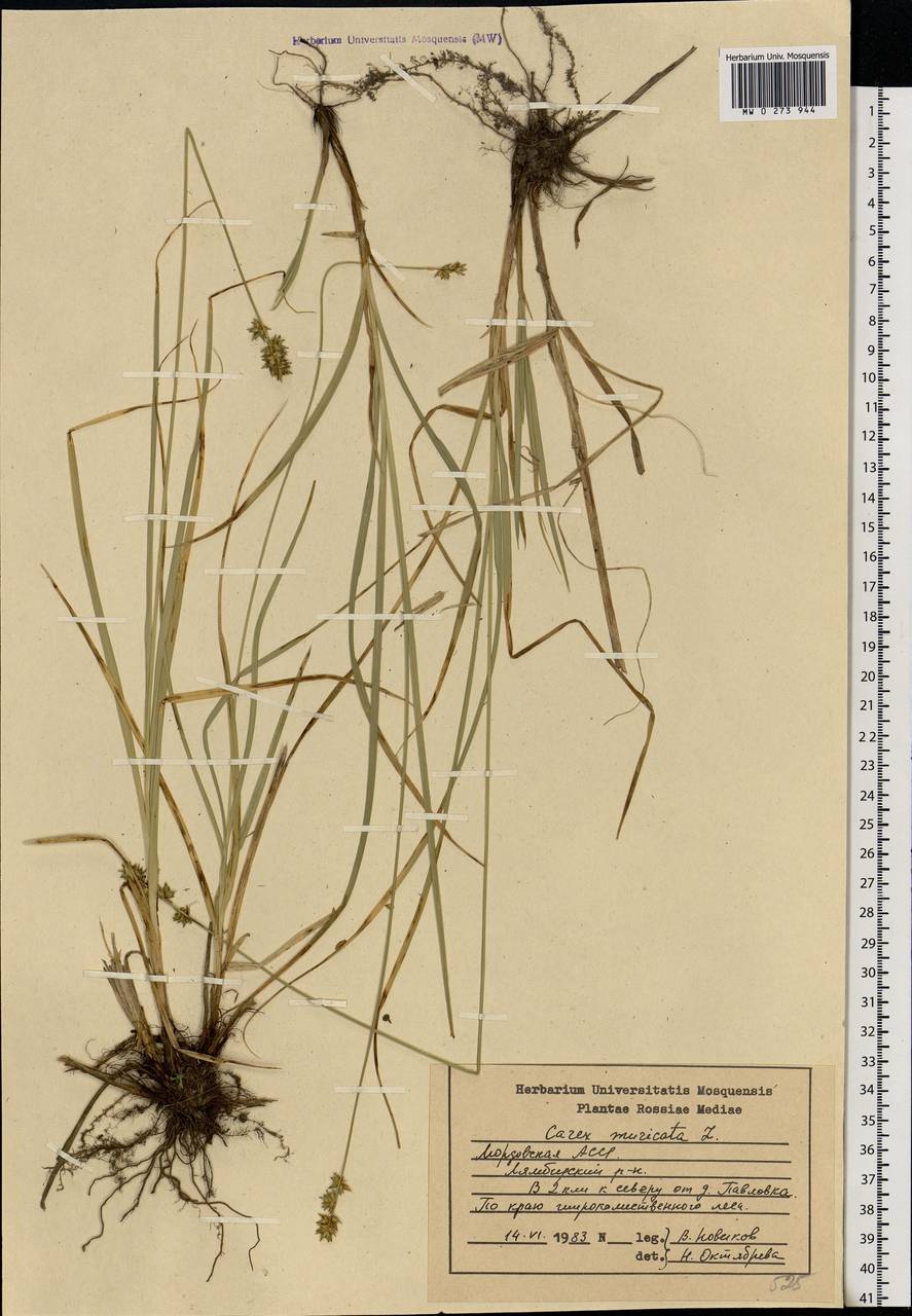 Carex muricata L., Eastern Europe, Middle Volga region (E8) (Russia)
