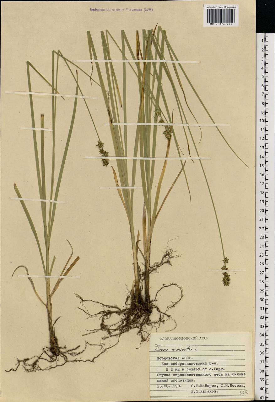 Carex muricata L., Eastern Europe, Middle Volga region (E8) (Russia)