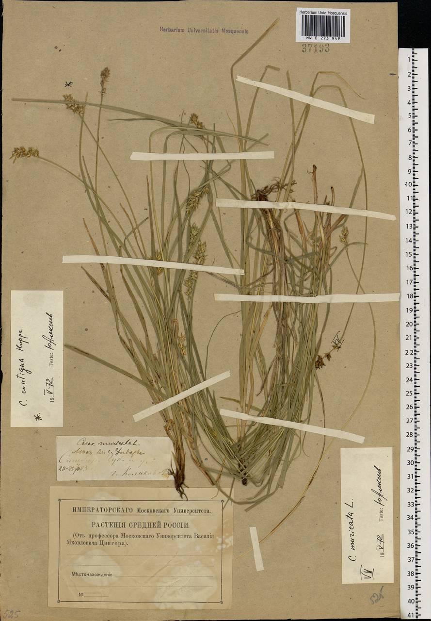 Carex muricata L., Eastern Europe, Middle Volga region (E8) (Russia)