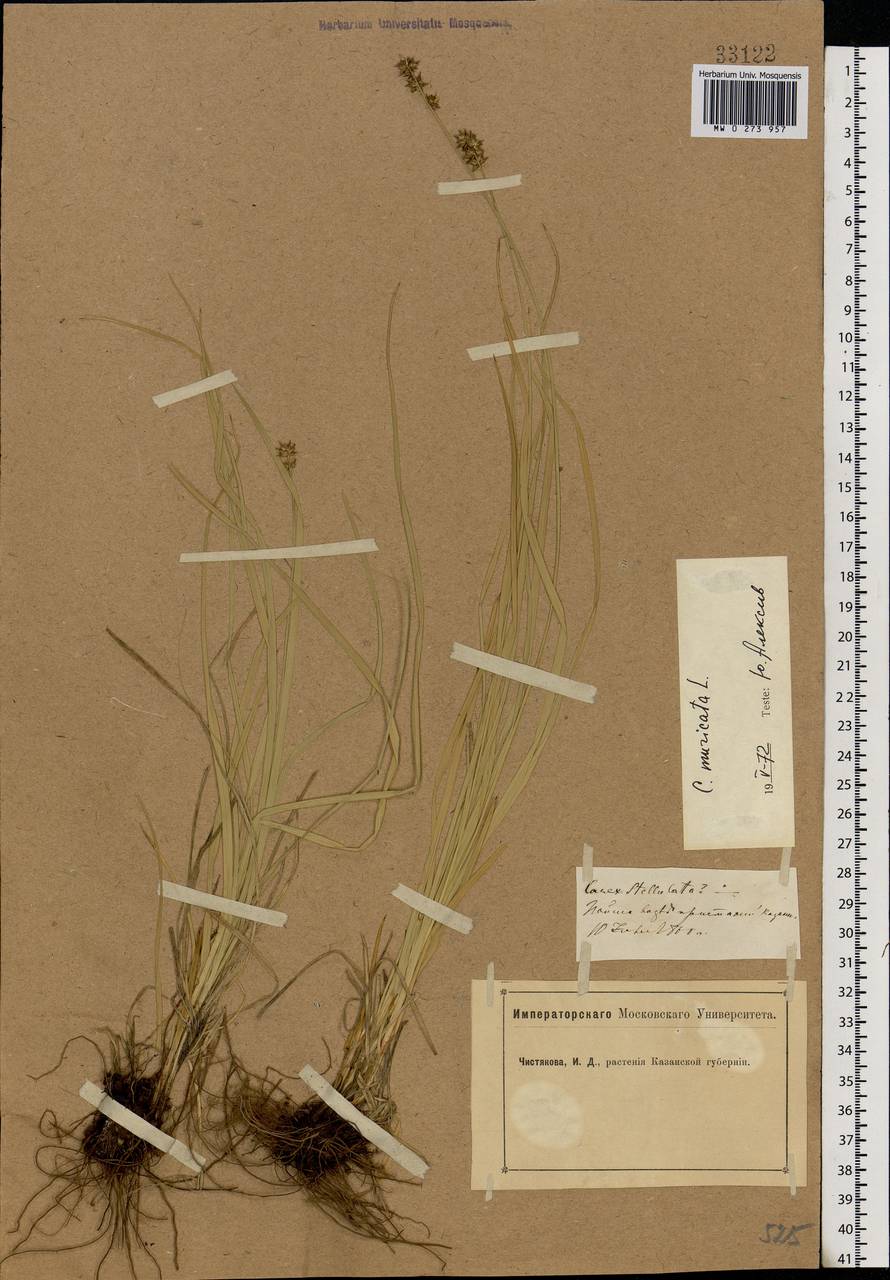 Carex muricata L., Eastern Europe, Middle Volga region (E8) (Russia)