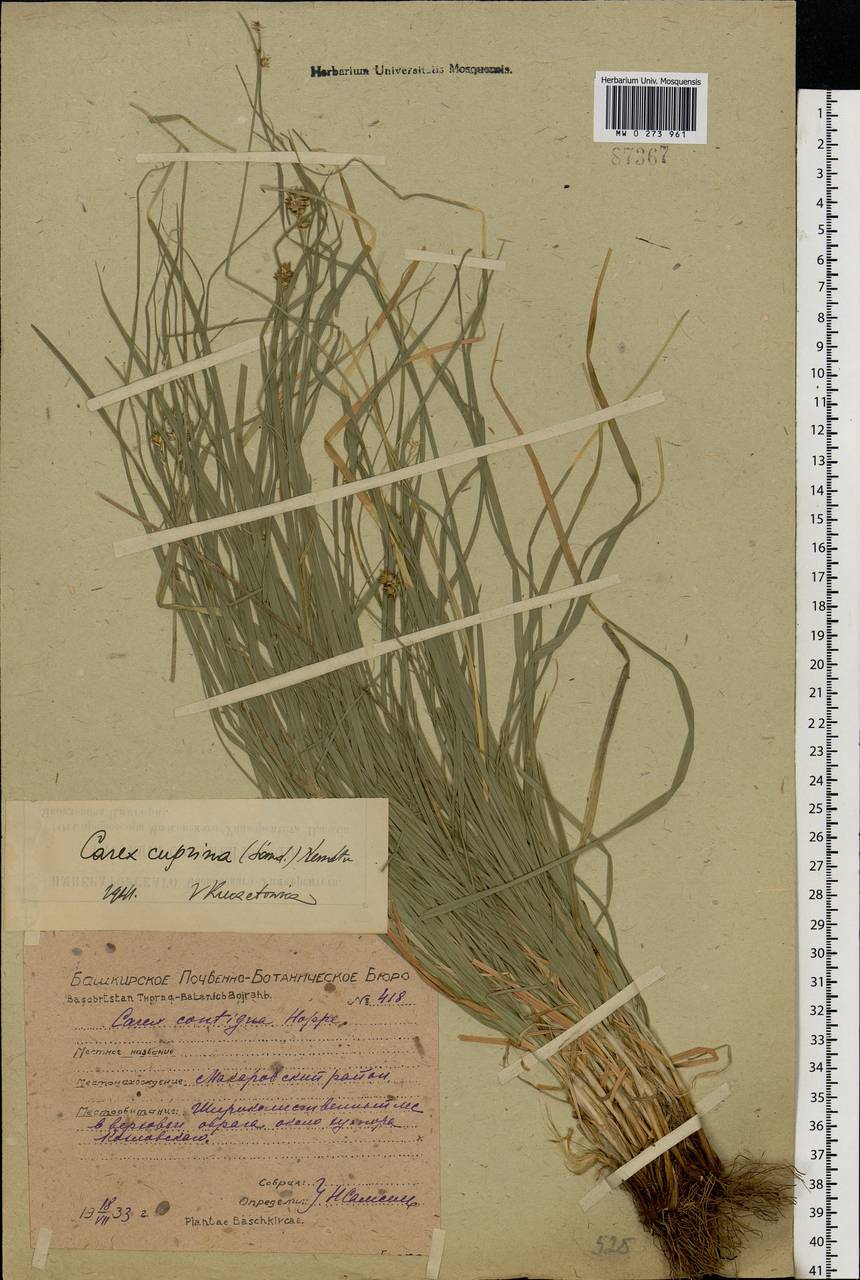 Carex muricata L., Eastern Europe, Eastern region (E10) (Russia)