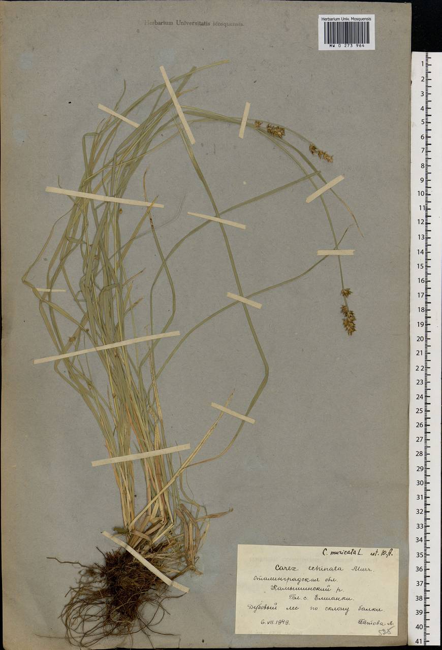 Carex muricata L., Eastern Europe, Lower Volga region (E9) (Russia)