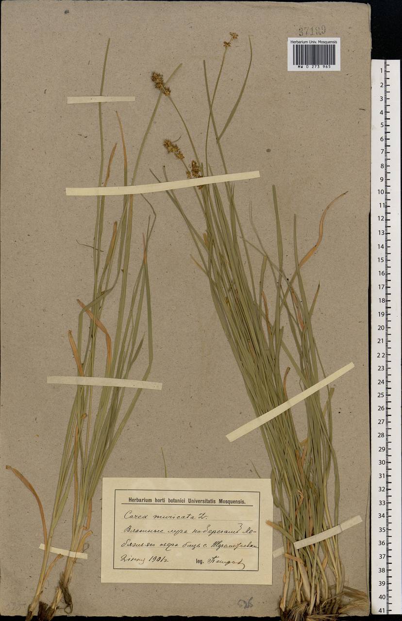 Carex muricata L., Eastern Europe, Lower Volga region (E9) (Russia)