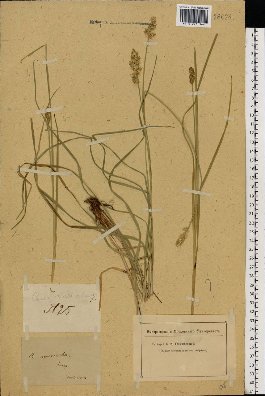 Carex muricata L., Eastern Europe, Lower Volga region (E9) (Russia)