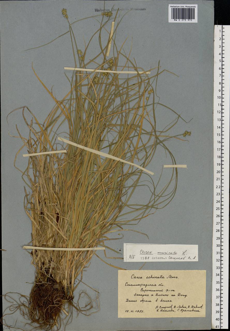 Carex muricata L., Eastern Europe, Lower Volga region (E9) (Russia)