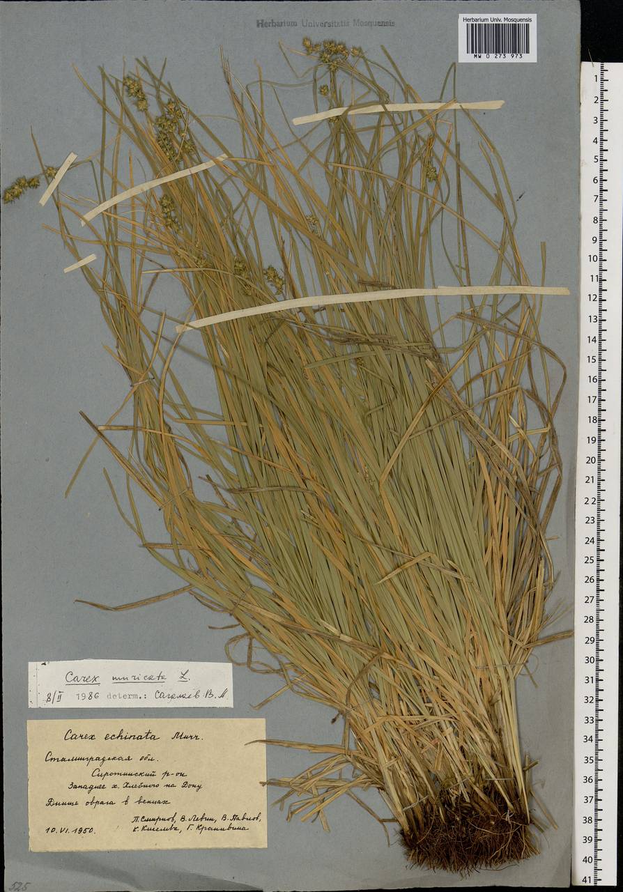 Carex muricata L., Eastern Europe, Lower Volga region (E9) (Russia)