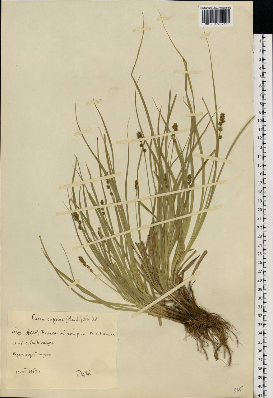 Carex muricata L., Eastern Europe, Eastern region (E10) (Russia)