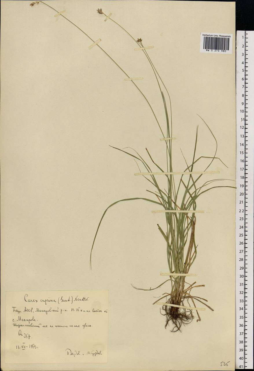 Carex muricata L., Eastern Europe, Eastern region (E10) (Russia)